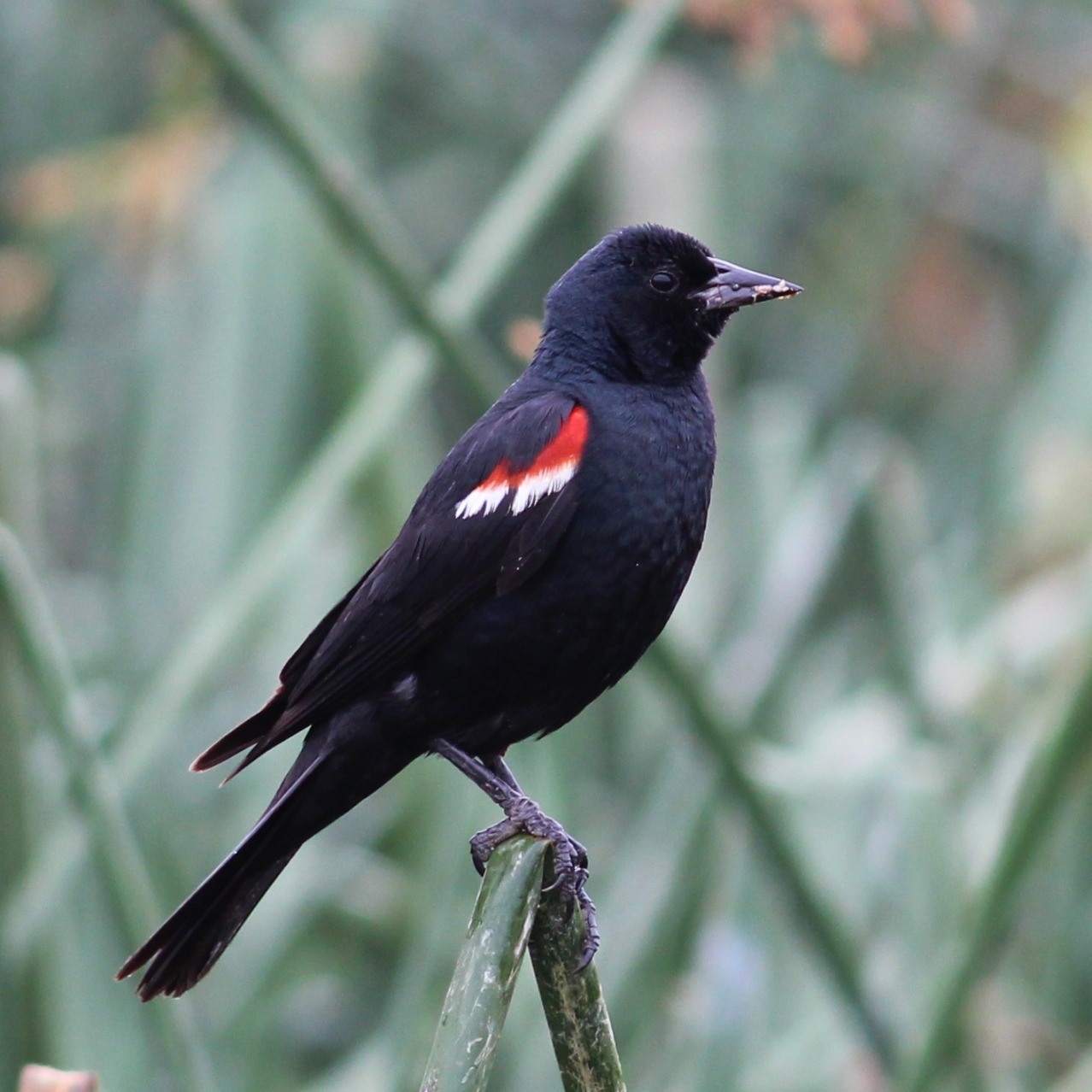 Tricolored Blackbird | Department Of Biology | CSUSB